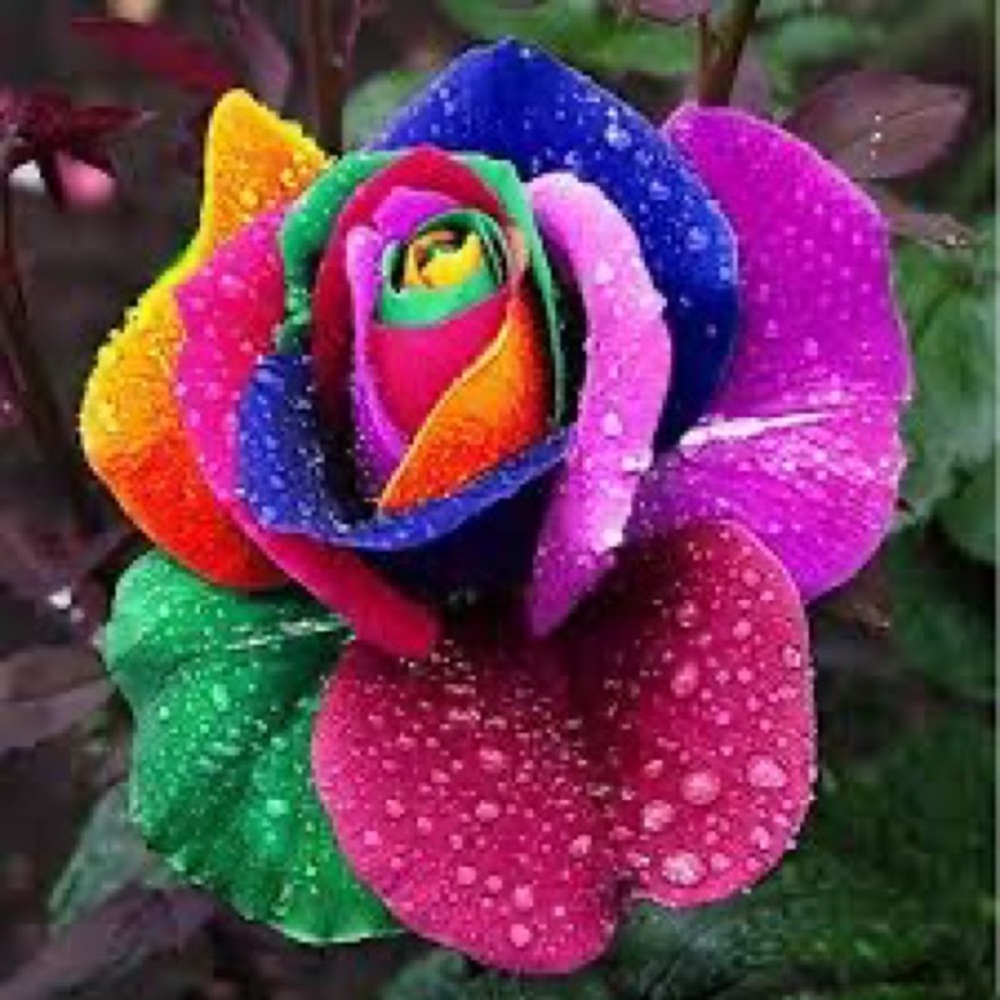 Rainbow roses